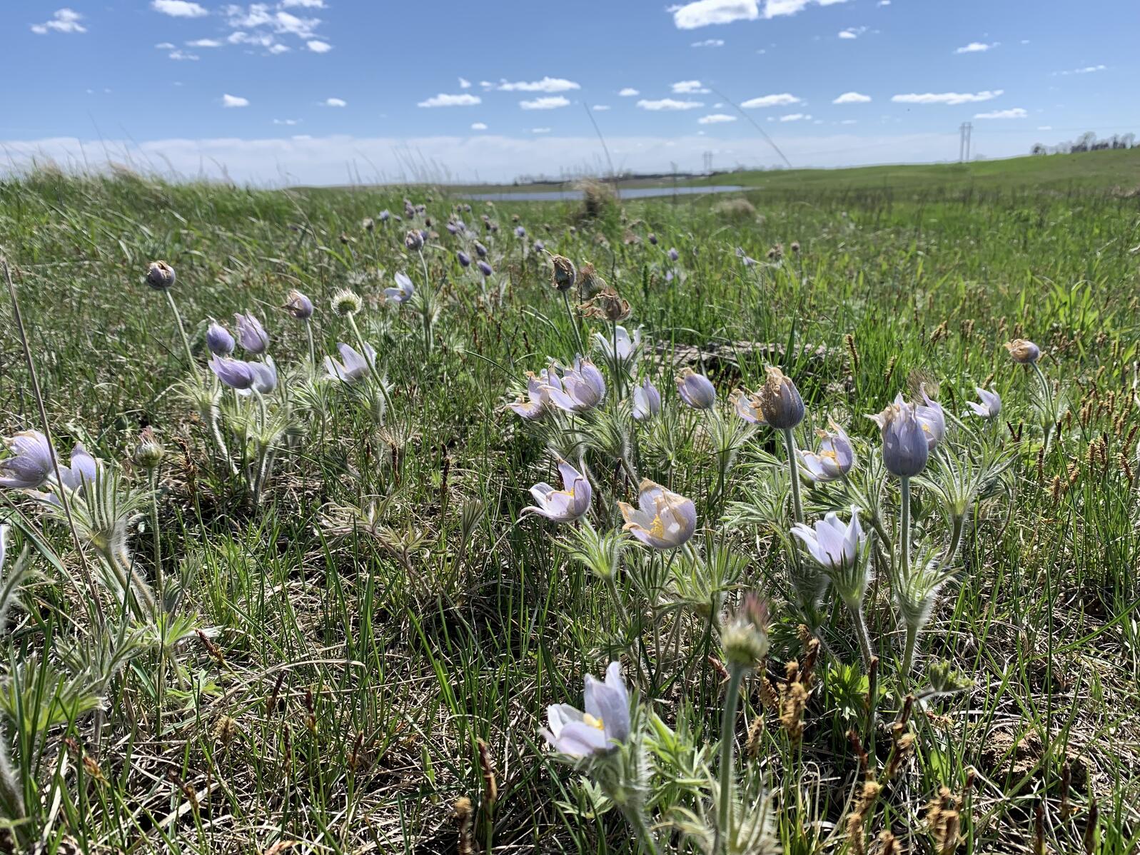 Pasque flowers in field