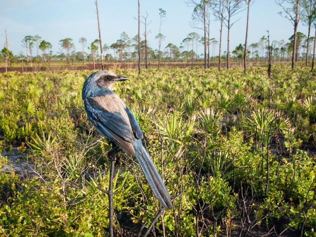 The Surprising Way Birds Are Trying to Dodge Climate Change