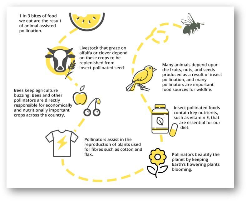 Pollinator Importance chart